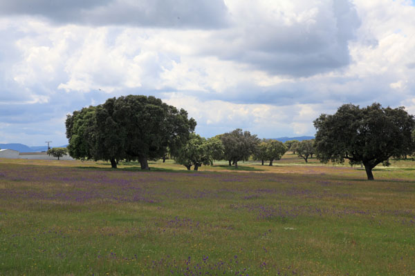 Het typische dehesa-landschap van de Extremadura